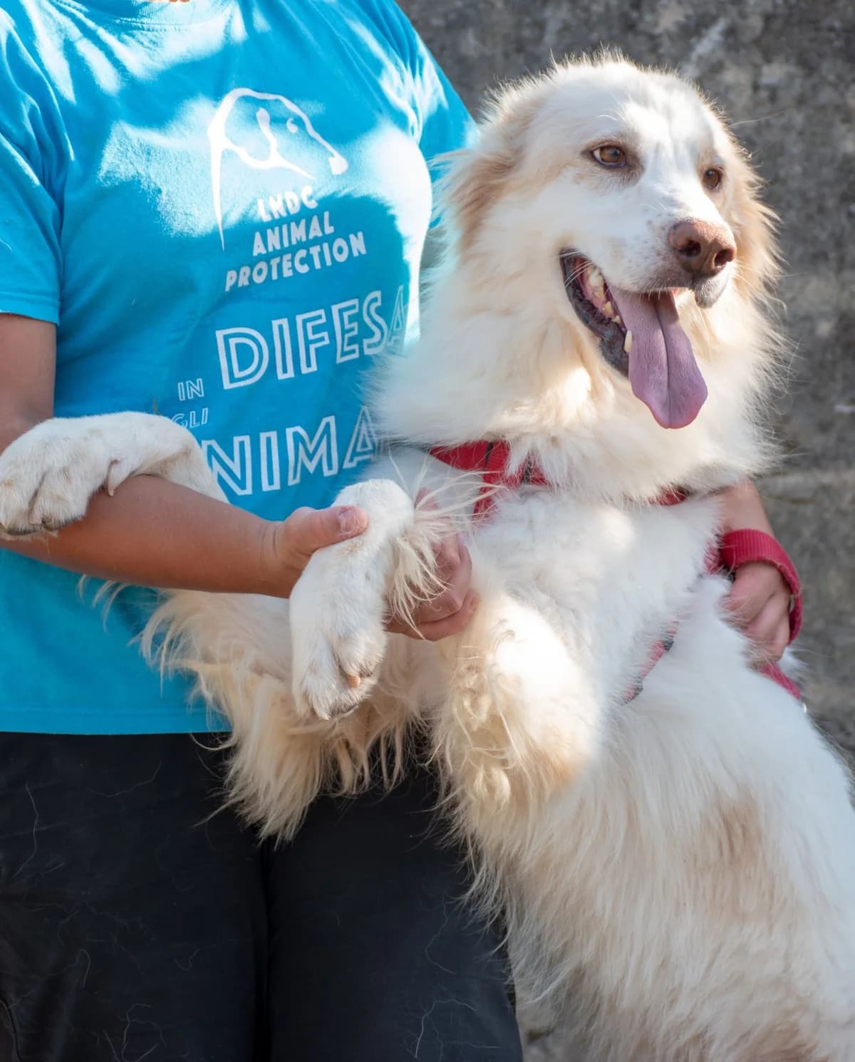 TATANKA, female Mixed Breed for adoption at Lega del Cane Altamura