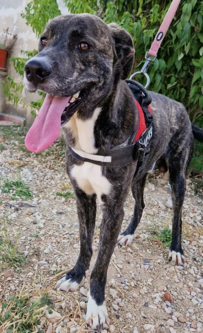 TED, male Mixed Breed for adoption at Lega del Cane Altamura