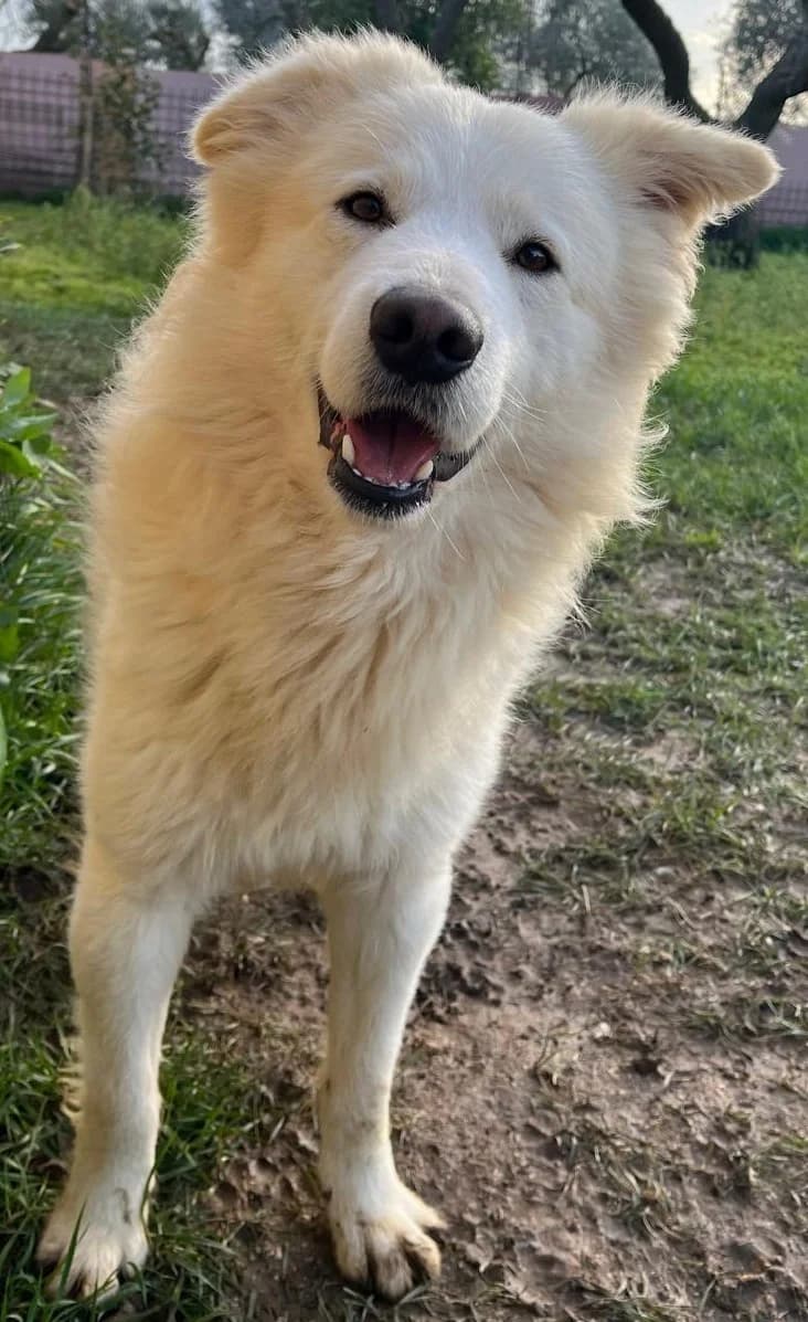 THOMAS, male Mixed Breed for adoption at Lega del Cane Altamura