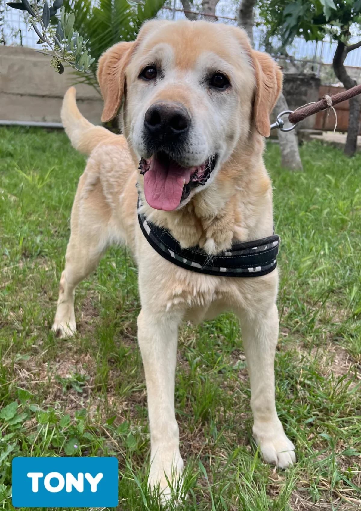 TONY, male Mixed Breed for adoption at Lega del Cane Altamura