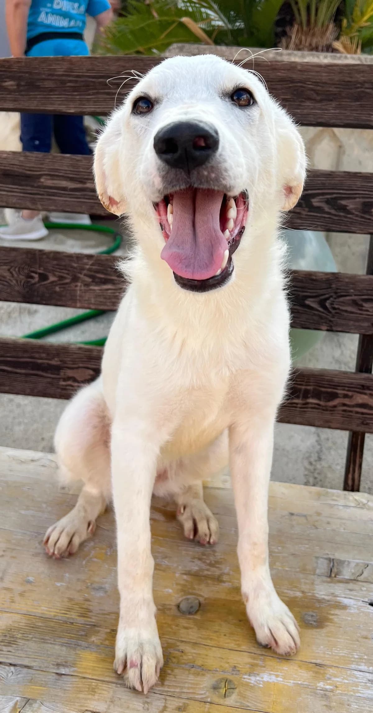 TRILLY, female Mixed Breed for adoption at Lega del Cane Altamura