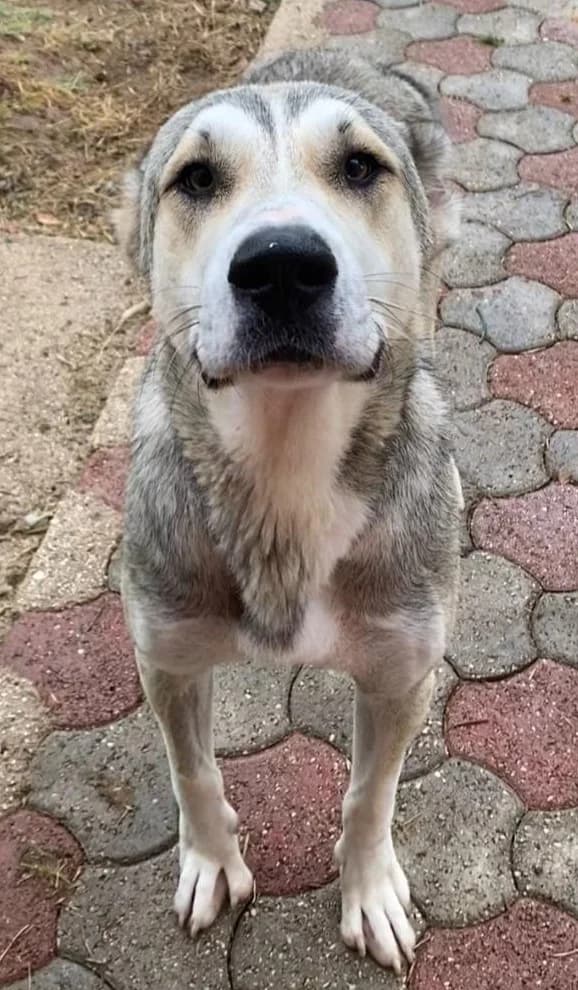 VALERY, female Mixed Breed for adoption at Lega del Cane Altamura