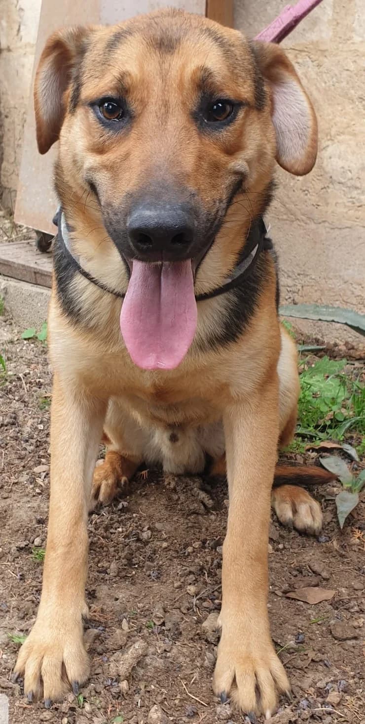 VASCO, male Mixed Breed for adoption at Lega del Cane Altamura