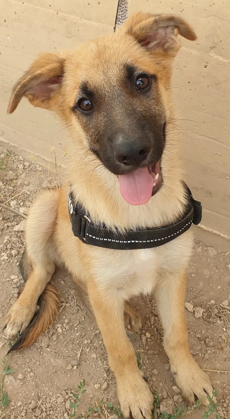 WILLIAM, male Mixed Breed for adoption at Lega del Cane Altamura