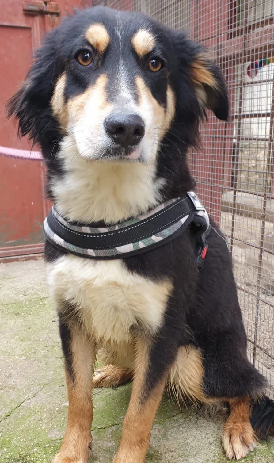 WILLOW, female Mixed Breed for adoption at Lega del Cane Altamura