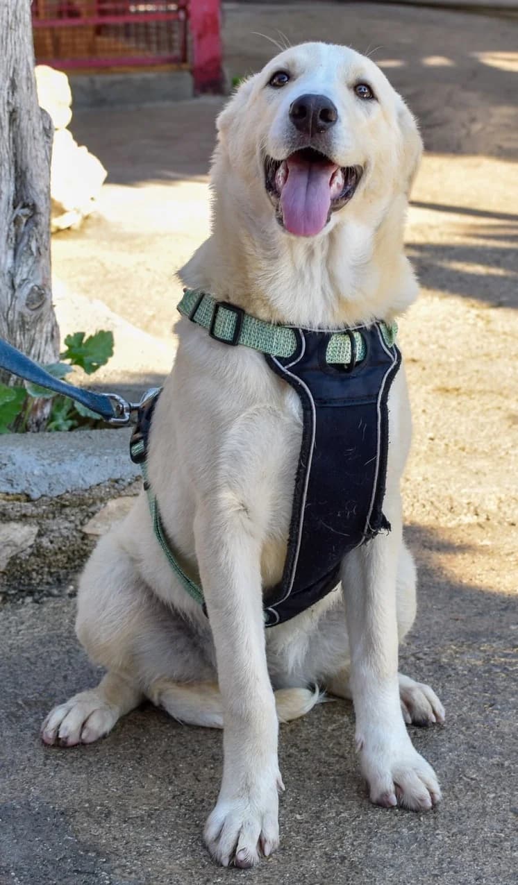 ZOE, female Mixed Breed for adoption at Lega del Cane Altamura