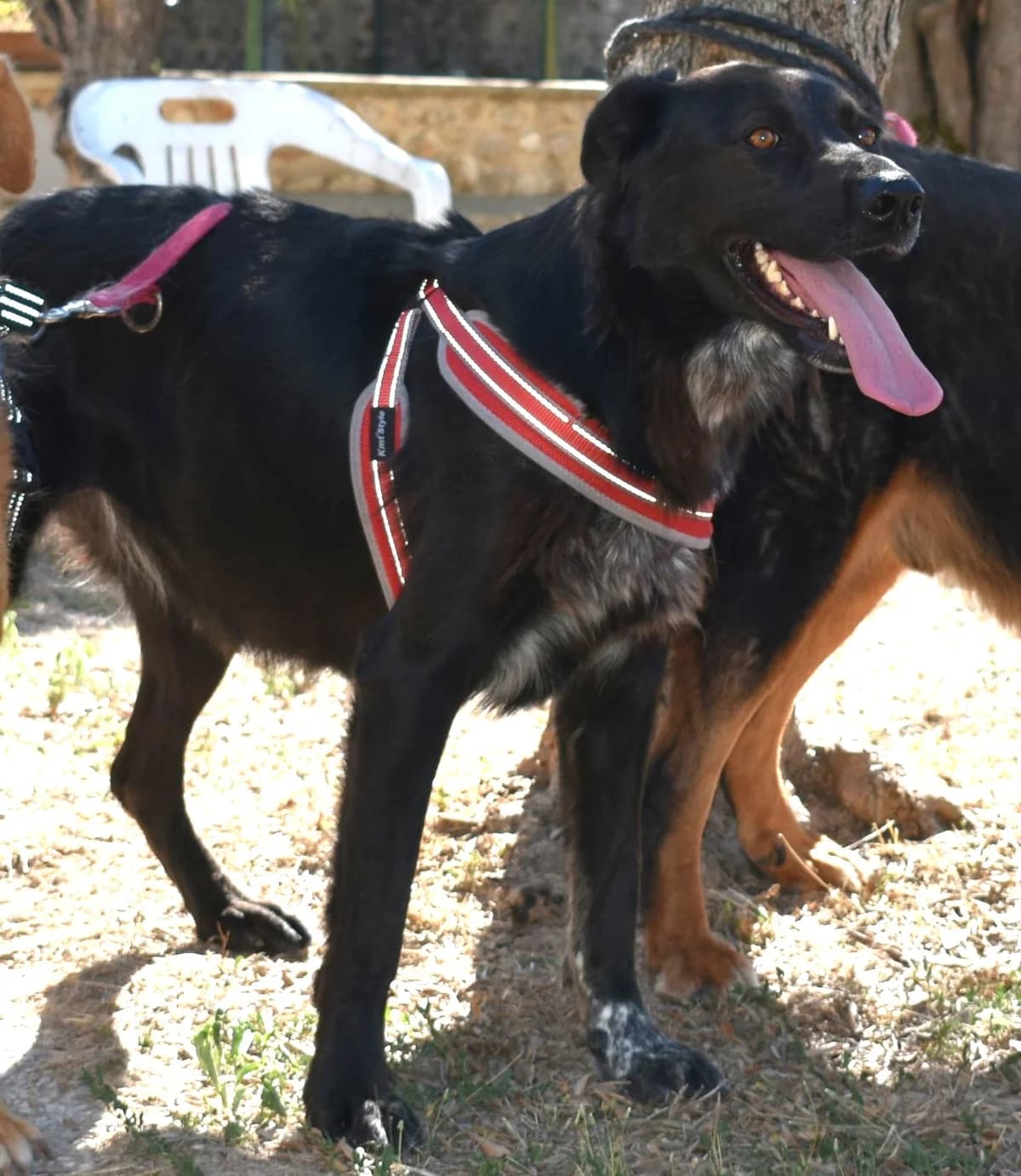 ZULI', female Mixed Breed for adoption at Lega del Cane Altamura