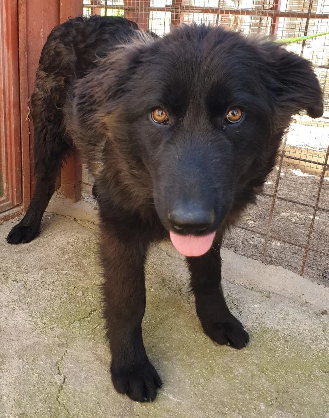 ZURINE, female Mixed Breed for adoption at Lega del Cane Altamura