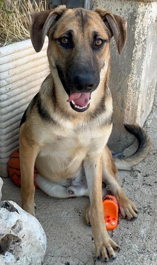 ZYAN, male Mixed Breed for adoption at Lega del Cane Altamura