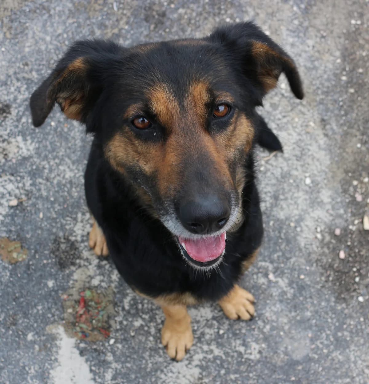 LAIKA, 7yo Mixed Breed for adoption at Lega del Cane Foligno