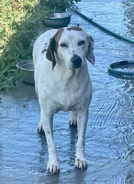 Berta, 5yo mixed breed for adoption at Lega del Cane Foligno