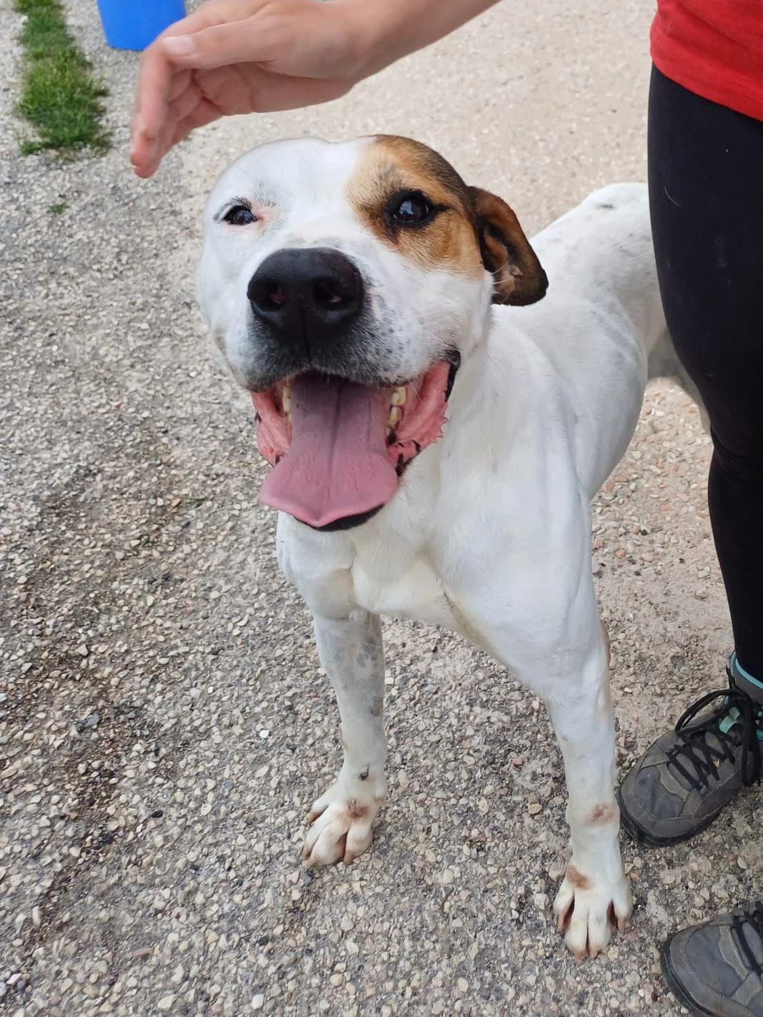 BINGO, Mixed Breed for adoption at Lega del Cane Foligno