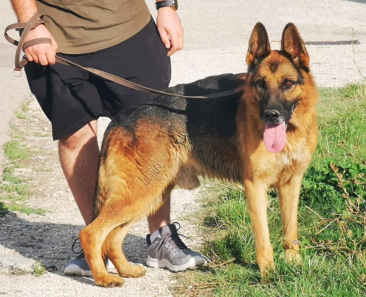 BLACK, senior Mixed Breed for adoption at Lega del Cane Foligno