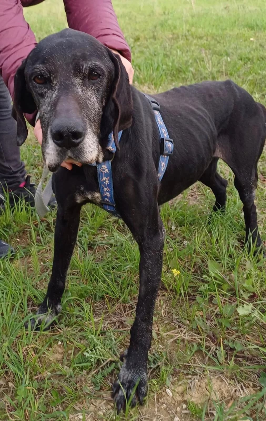 BLACKY, senior Mixed Breed for adoption at Lega del Cane Foligno