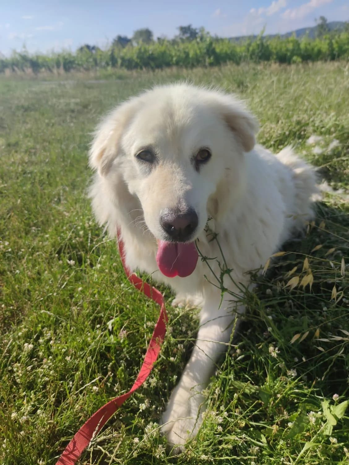 FIONA, 5yo Mixed Breed for adoption at Lega del Cane Foligno