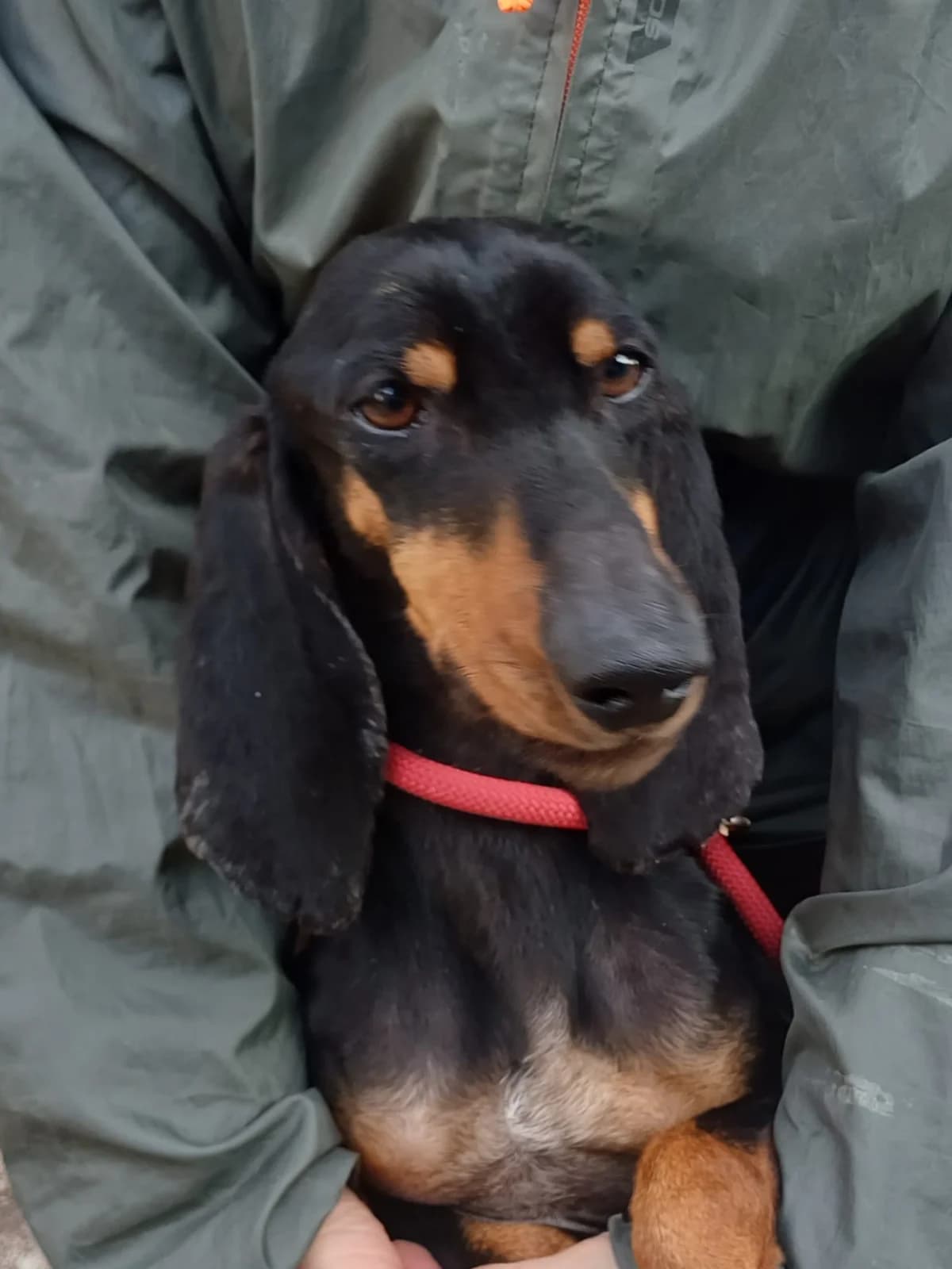 FLACO, 6yo Mixed Breed for adoption at Lega del Cane Foligno