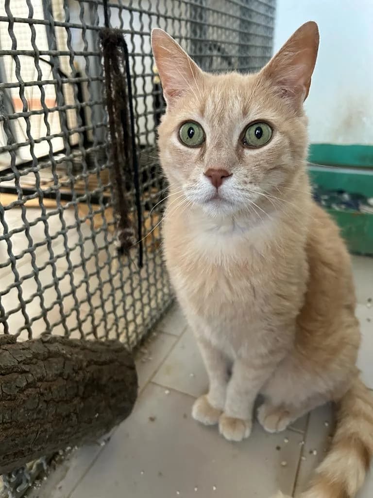 GATTO ROSSO, senior Mixed Breed for adoption at Lega del Cane Foligno
