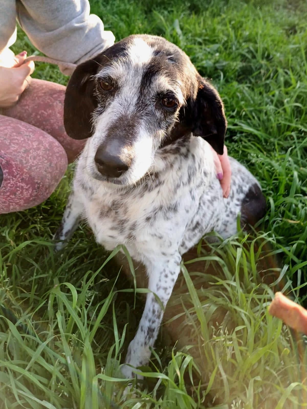 GENNY, senior Mixed Breed for adoption at Lega del Cane Foligno