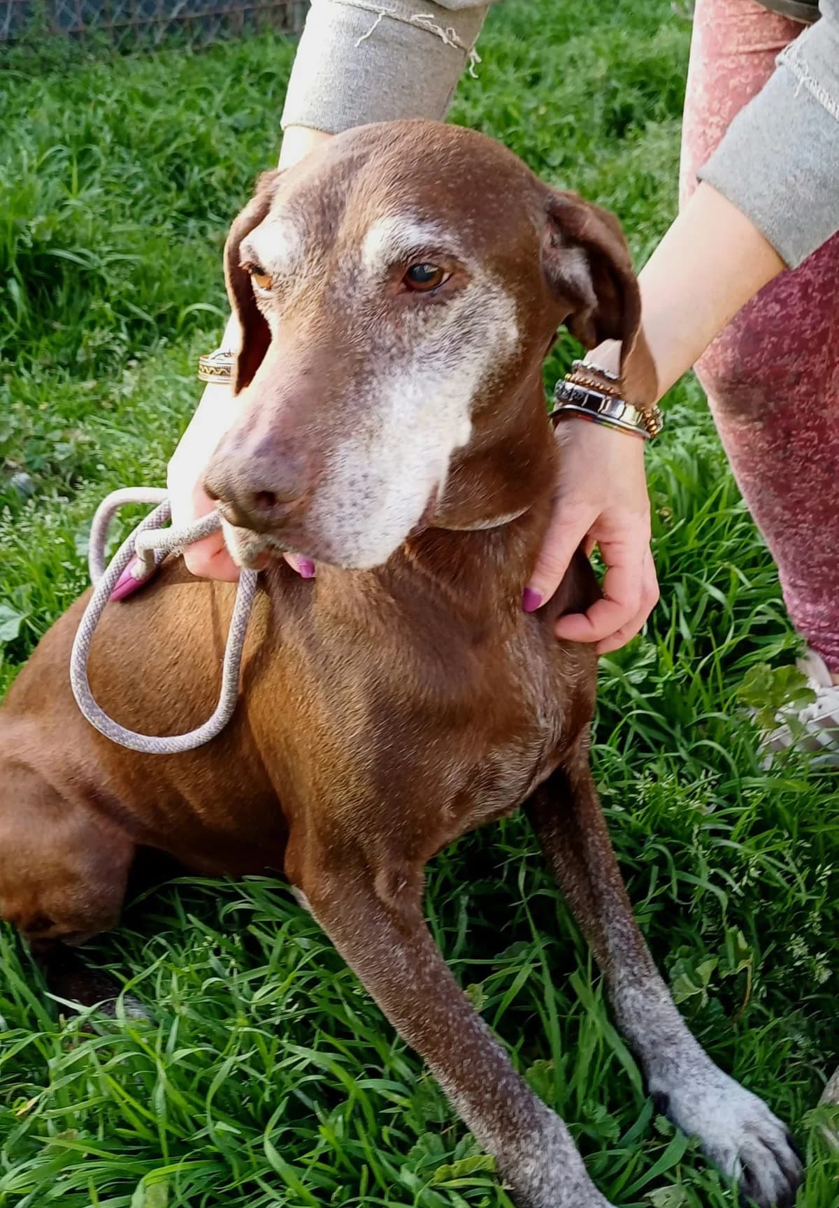 GIMMY, senior Mixed Breed for adoption at Lega del Cane Foligno