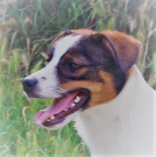 JACK, 7yo Mixed Breed for adoption at Lega del Cane Foligno