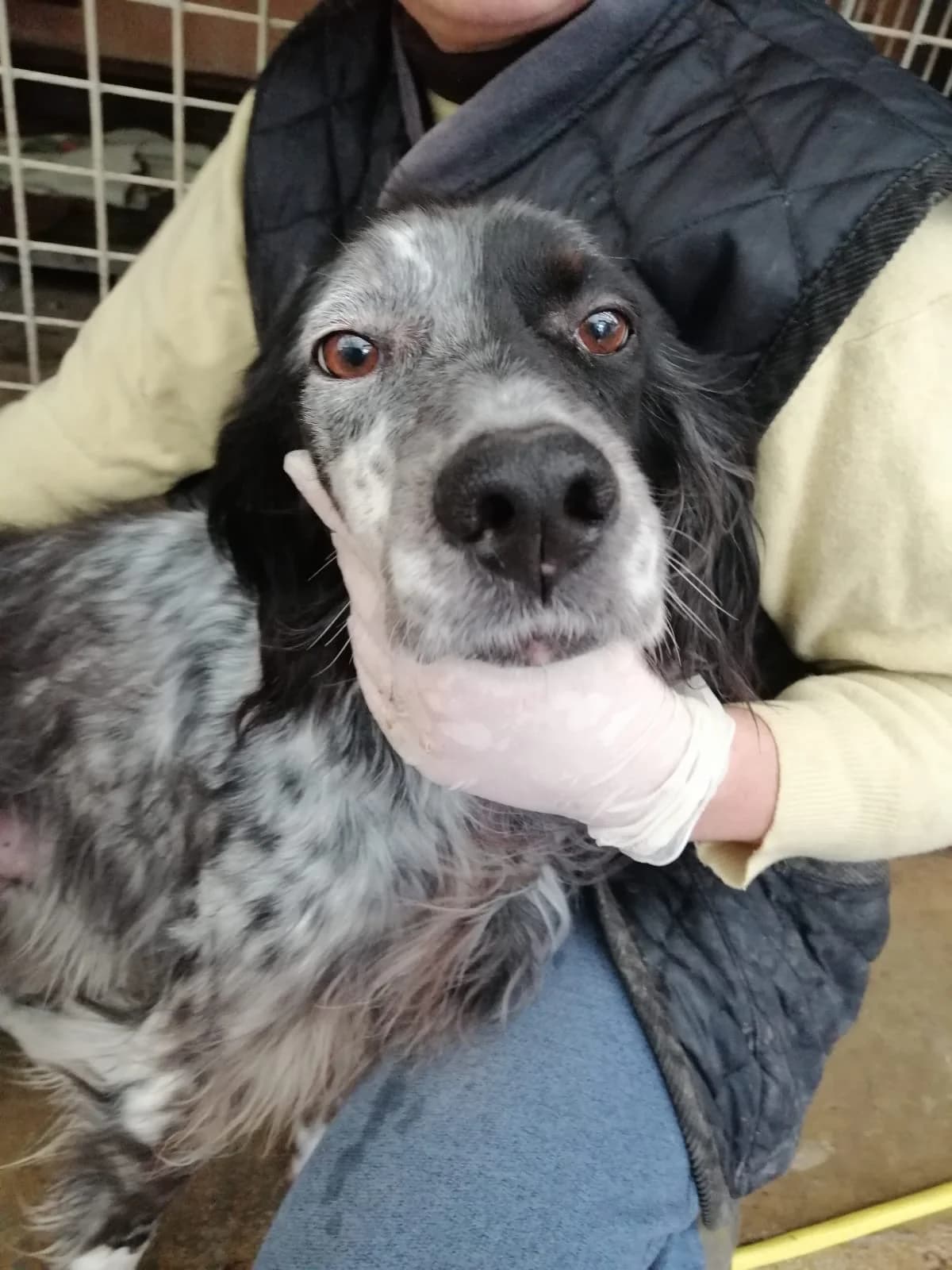 LEO, senior Mixed Breed for adoption at Lega del Cane Foligno
