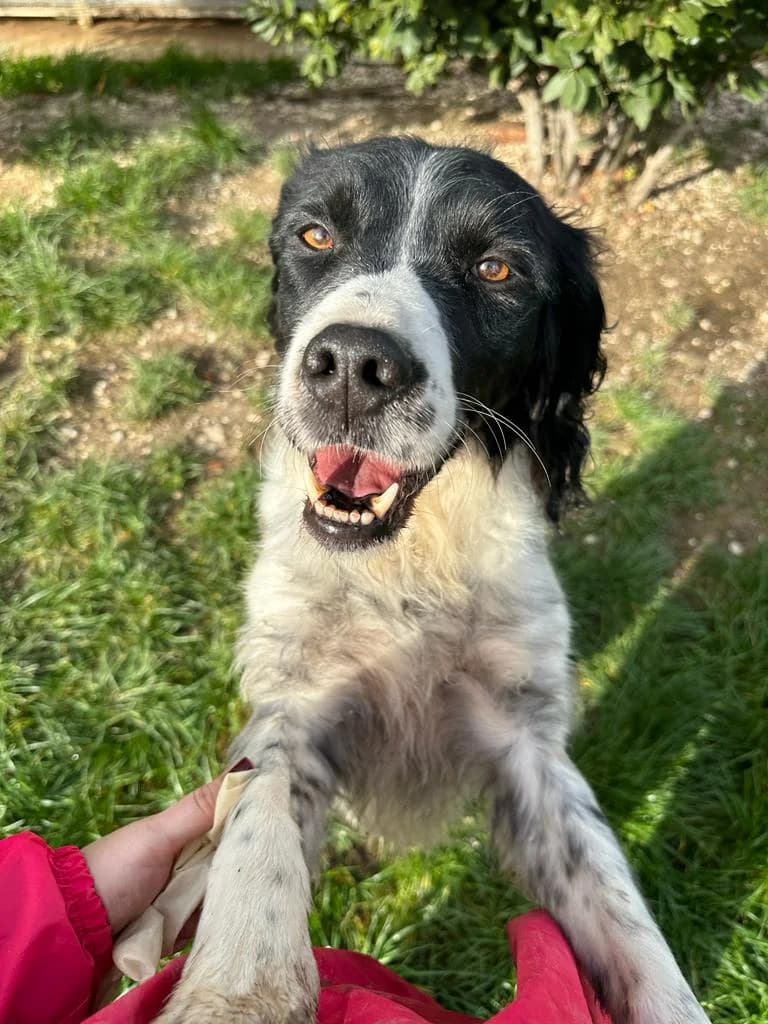 LUCKY, senior Mixed Breed for adoption at Lega del Cane Foligno