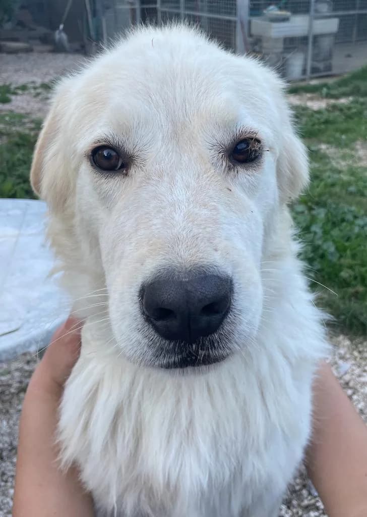 MAQUILLO', 7yo mixed breed for adoption at Lega del Cane Foligno
