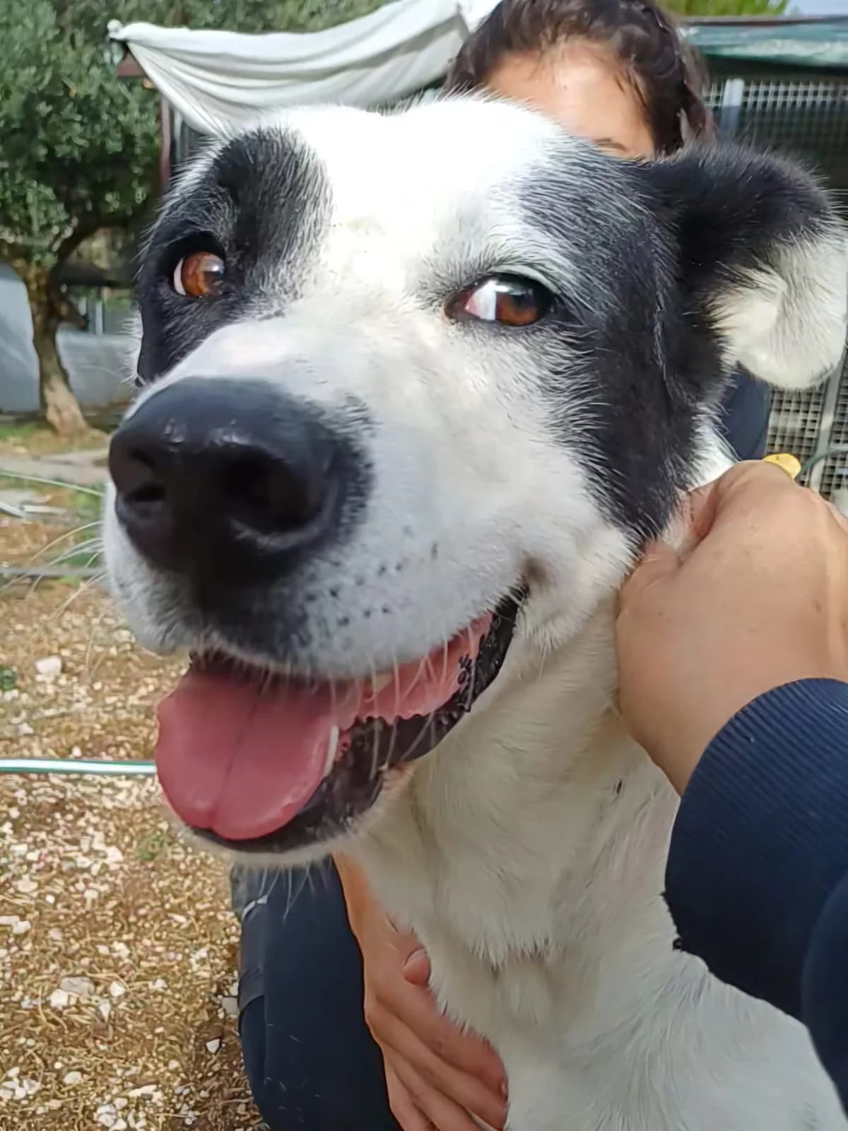 MAX, young mixed breed for adoption at Lega del Cane Foligno