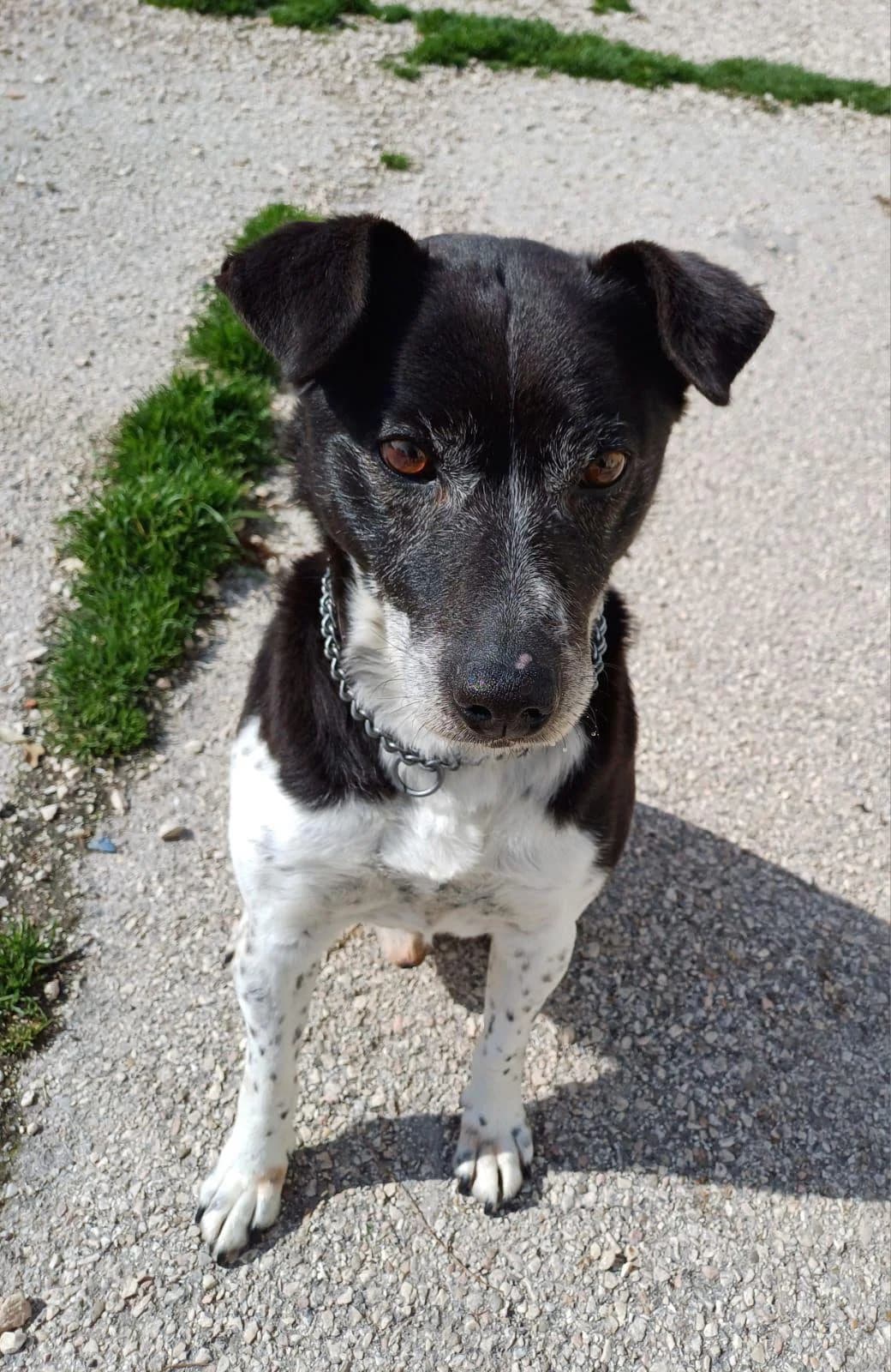 PEPE, 6yo Mixed Breed for adoption at Lega del Cane Foligno