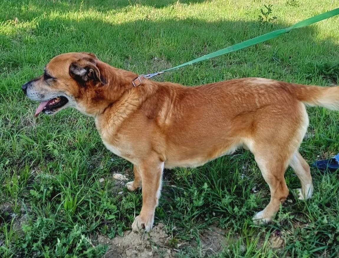 RAUL, senior Mixed Breed for adoption at Lega del Cane Foligno