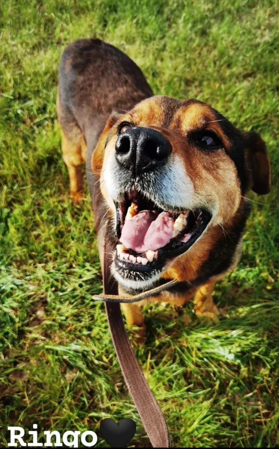 RINGO, senior Mixed Breed for adoption at Lega del Cane Foligno