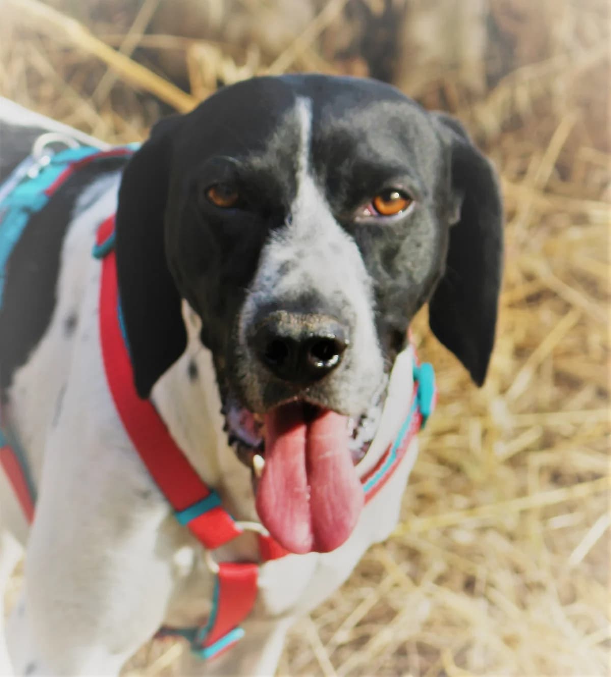 ROGER, 7yo Mixed Breed for adoption at Lega del Cane Foligno
