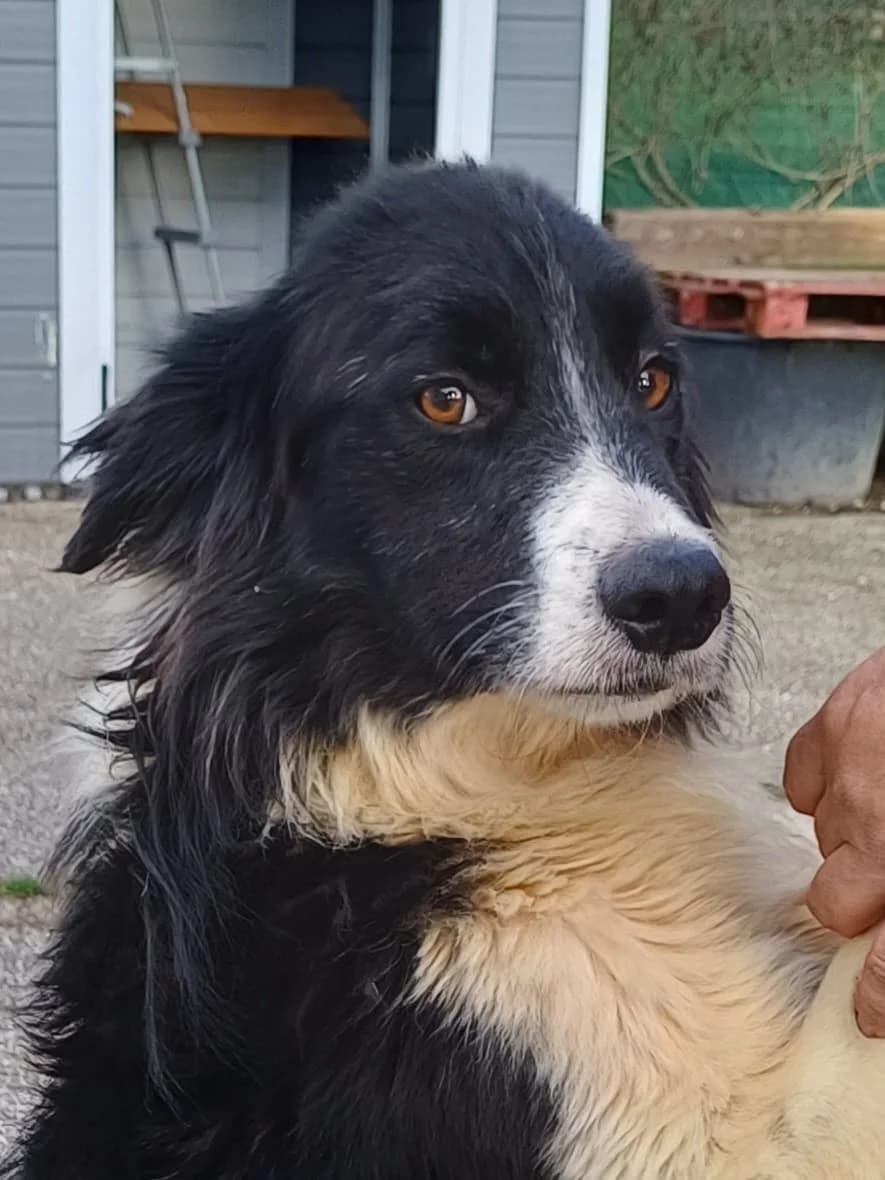 SANDRO, young Mixed Breed for adoption at Lega del Cane Foligno