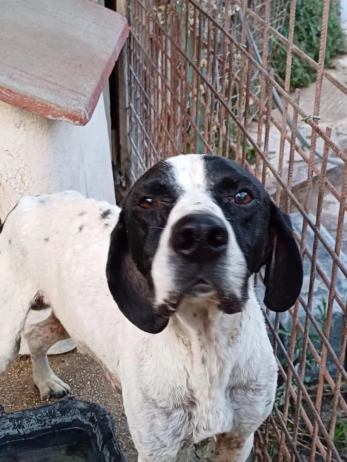 SCOTCH, senior Pointer for adoption at Lega del Cane Foligno