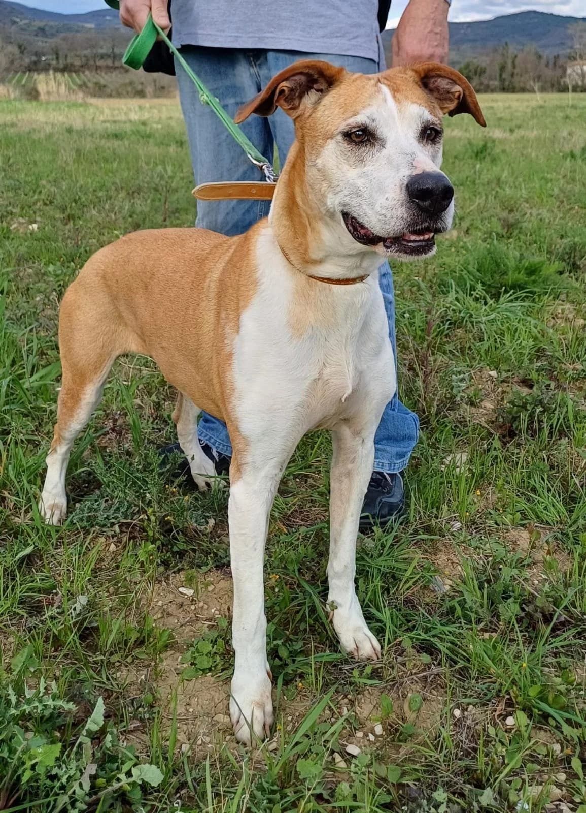 Suri, senior Mixed Breed for adoption at Lega del Cane Foligno