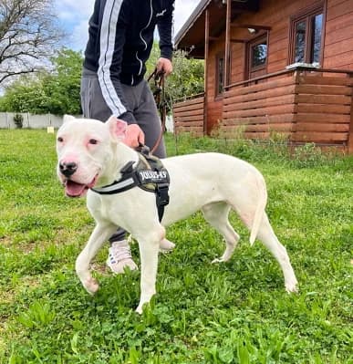 Albino, male puppy Mixed Breed for adoption at Lega del Cane Milano