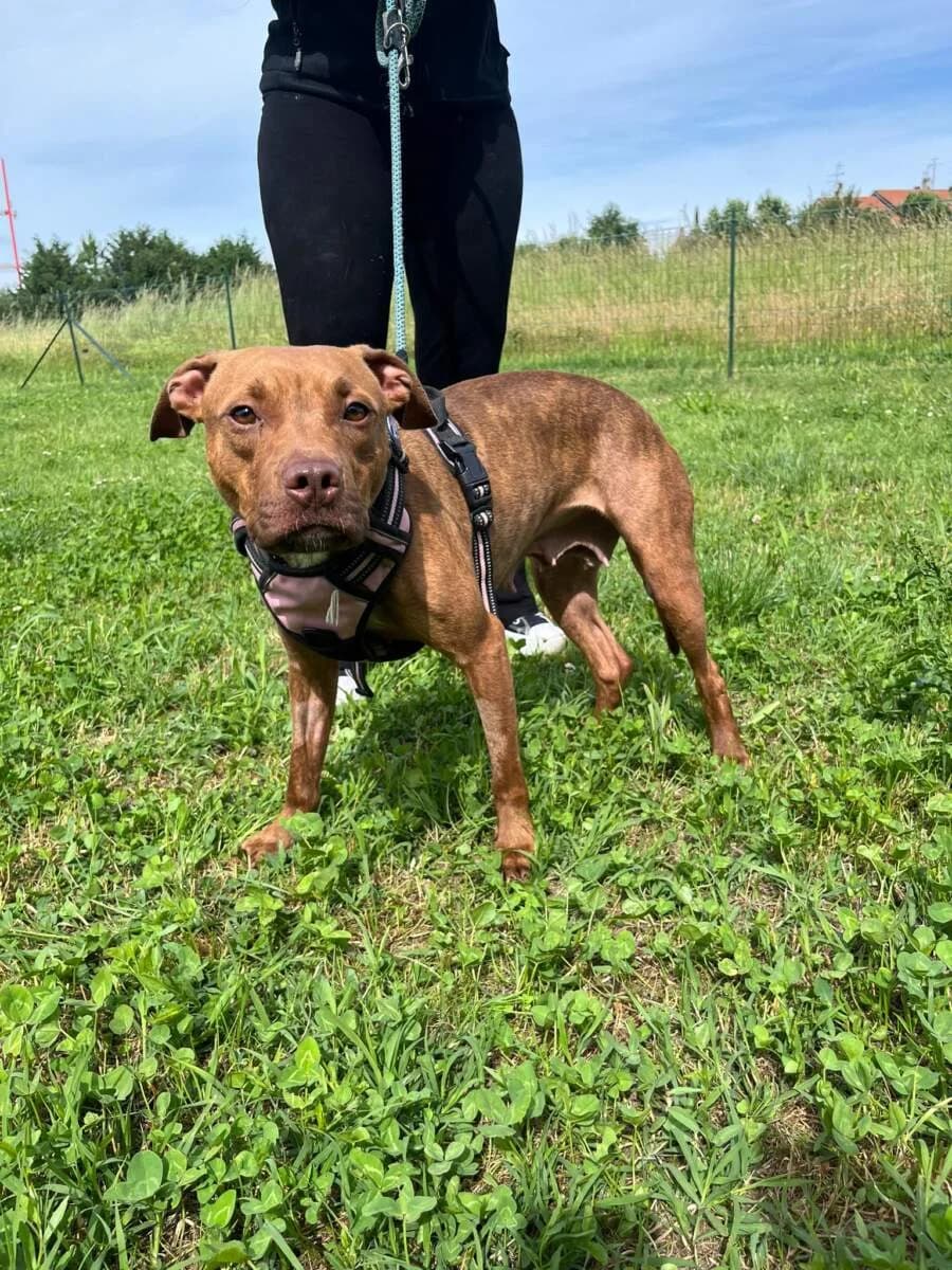 Alma, female young Mixed Breed for adoption at Lega del Cane Milano