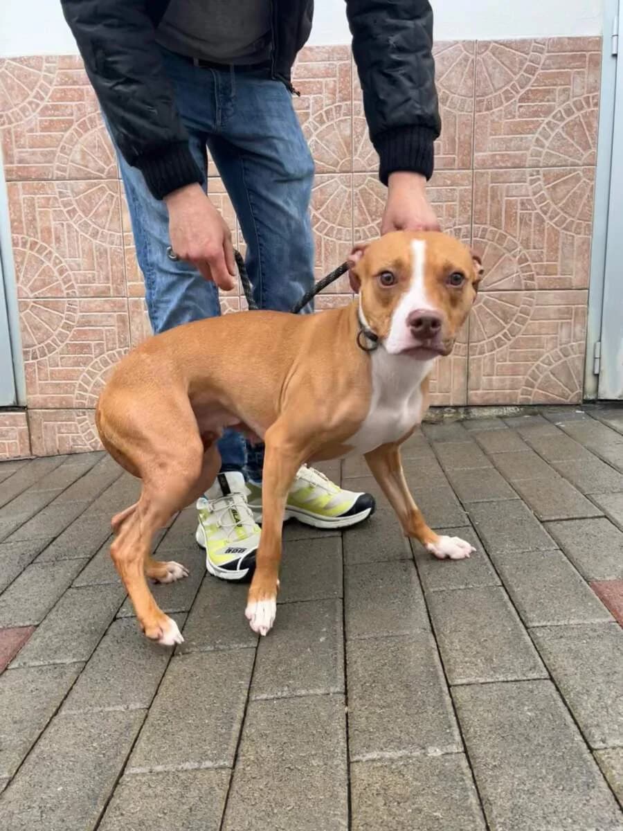 Andromaca, female young Mixed Breed for adoption at Lega del Cane Milano