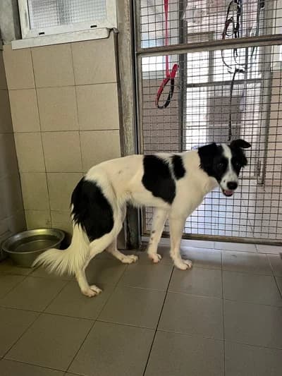 Andromeda, female young Mixed Breed for adoption at Lega del Cane Milano