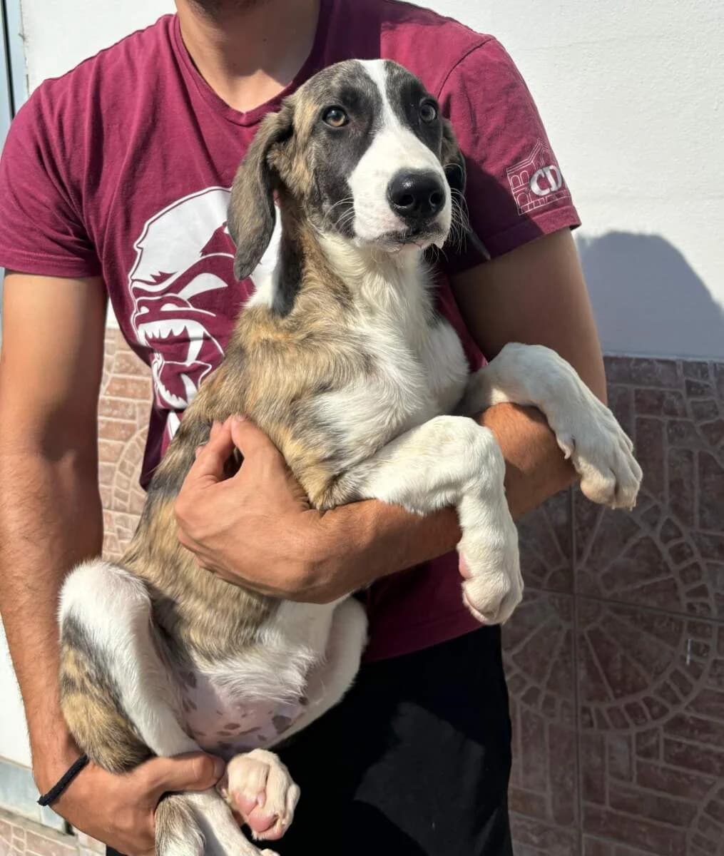 Arancino, male puppy Mixed Breed for adoption at Lega del Cane Milano