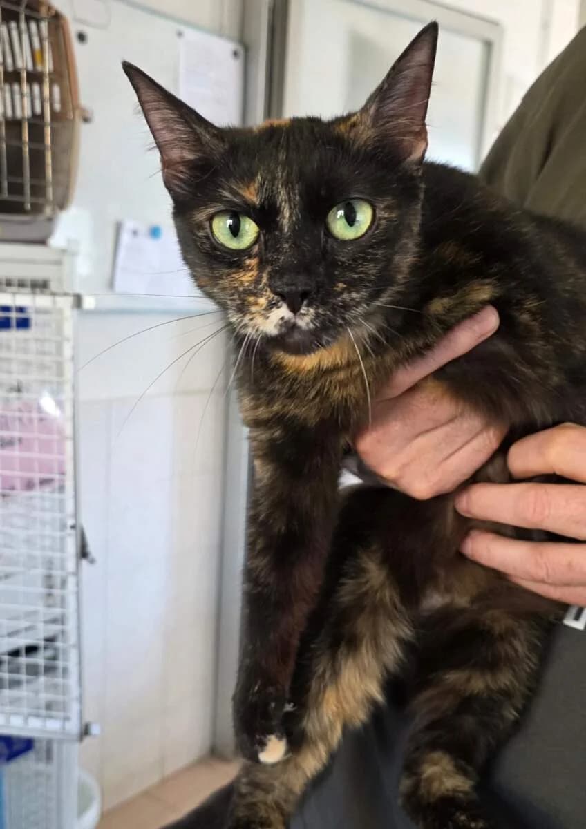 Astrid, female 5yo Mixed Breed for adoption at Lega del Cane Milano