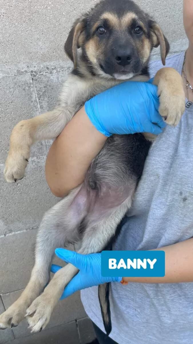 Banny, male puppy Mixed Breed for adoption at Lega del Cane Milano