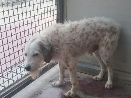 Bianco, male 6yo Mixed Breed for adoption at Lega del Cane Milano