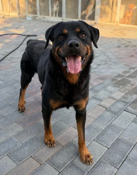 Blade, male young Mixed Breed for adoption at Lega del Cane Milano