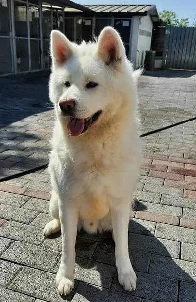 Blanco, male 6yo Mixed Breed for adoption at Lega del Cane Milano