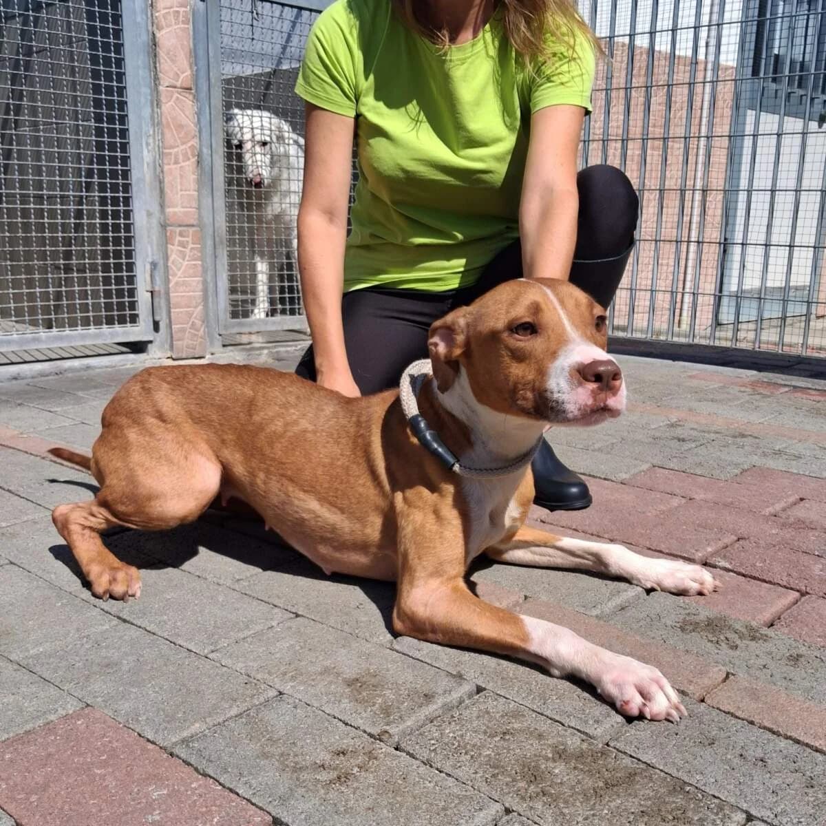 Bonnie, female young Mixed Breed for adoption at Lega del Cane Milano