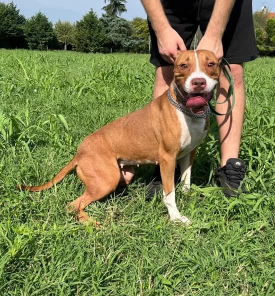 Bonnie, female young Mixed Breed for adoption at Lega del Cane Milano