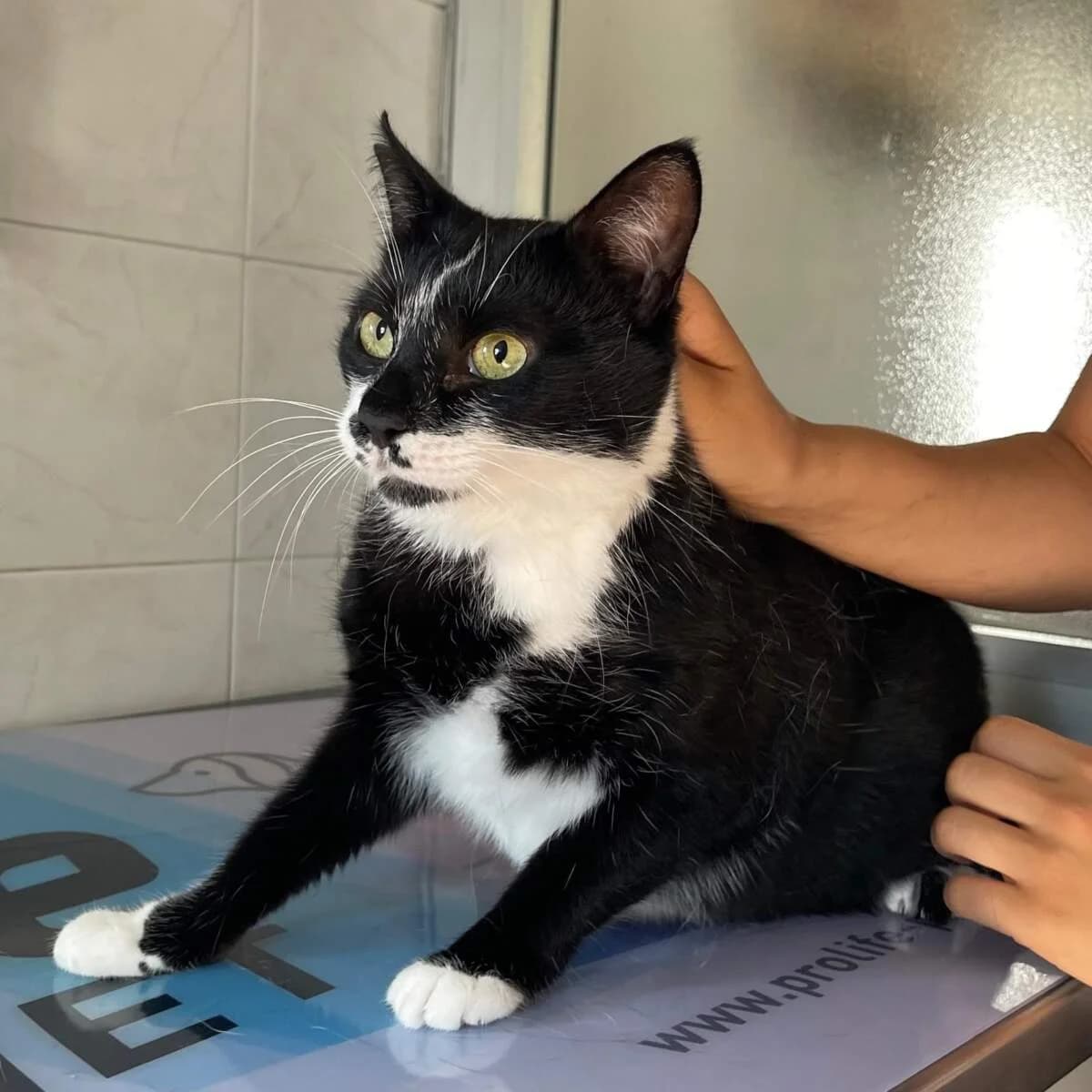 Cannella, female 3yo Mixed Breed for adoption at Lega del Cane Milano