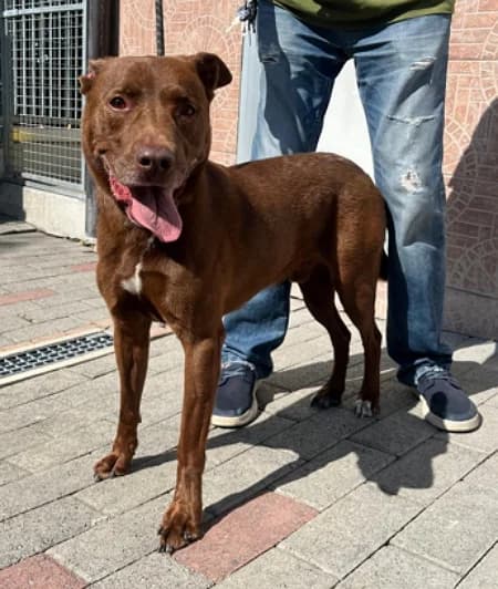 Caramello, male senior Mixed Breed for adoption at Lega del Cane Milano