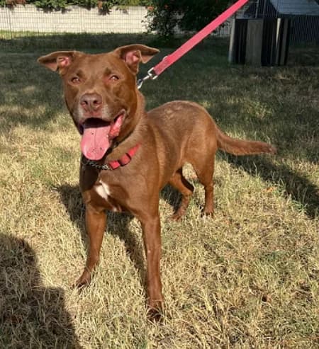 Caramello, male senior Mixed Breed for adoption at Lega del Cane Milano